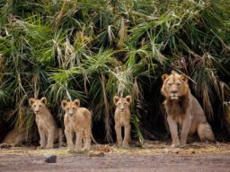 Amazing view of a  Lion resting with Cubs